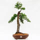 Vonkajší bonsai -Larix decidua - Smrekovec opadavý - Len paletová preprava - 1/4