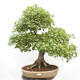 Vonkajší bonsai - Javor Francúzsky - Acer Nonspessulanum - 1/5