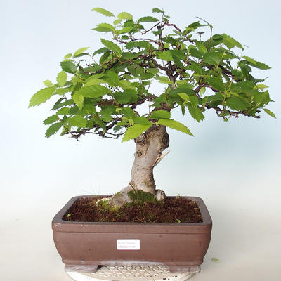 Vonkajšie bonsai - Zelkova - 1