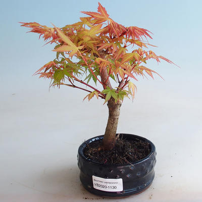 Vonkajšie bonsai - Javor dlaňolistý - Acer palmatum Orange - 1