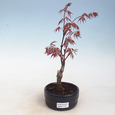 Vonkajšie bonsai - Acer palm. Atropurpureum-Javor dlaňolistý