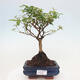 Izbová bonsai -Ligustrum chinensis - Vtáčí zob - 1/4