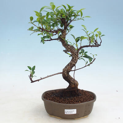 Izbová bonsai - Ficus kimmen - malolistá fikus - 1