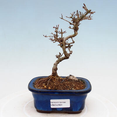 Vonkajší bonsai - Ligustrum obtusifolium - Vtáčí zob tupolistý - 1