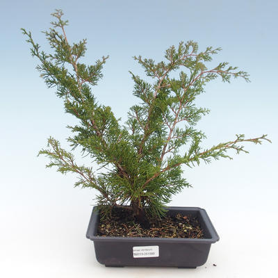 Vonkajšie bonsai - Juniperus chinensis Itoigawa-Jalovec čínsky VB2019-261000 - 1