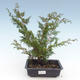 Vonkajšie bonsai - Juniperus chinensis Itoigawa-Jalovec čínsky VB2019-261000 - 1/2