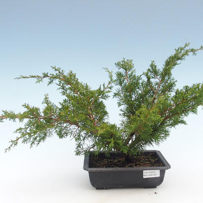Vonkajšie bonsai - Juniperus chinensis Itoigawa-Jalovec čínsky VB2019-261001 - 1
