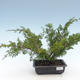 Vonkajšie bonsai - Juniperus chinensis Itoigawa-Jalovec čínsky VB2019-261001 - 1/2