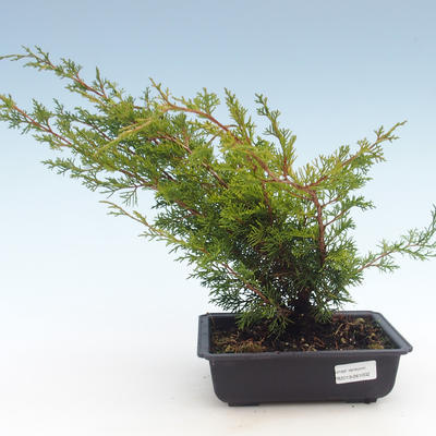 Vonkajšie bonsai - Juniperus chinensis Itoigawa-Jalovec čínsky VB2019-261002 - 1