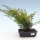 Vonkajšie bonsai - Juniperus chinensis Itoigawa-Jalovec čínsky VB2019-261002 - 1/2