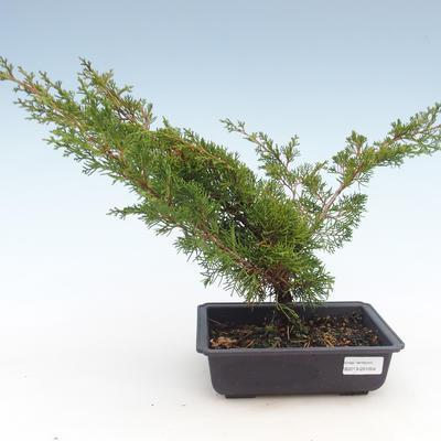 Vonkajšie bonsai - Juniperus chinensis Itoigawa-Jalovec čínsky VB2019-261004 - 1