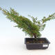 Vonkajšie bonsai - Juniperus chinensis Itoigawa-Jalovec čínsky VB2019-261004 - 1/2