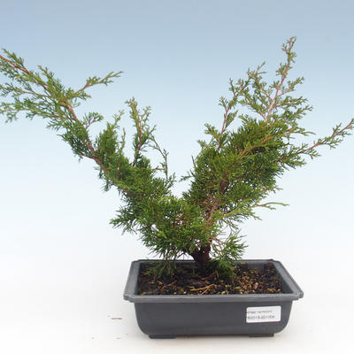 Vonkajšie bonsai - Juniperus chinensis Itoigawa-Jalovec čínsky VB2019-261005 - 1