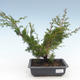 Vonkajšie bonsai - Juniperus chinensis Itoigawa-Jalovec čínsky VB2019-261005 - 1/2