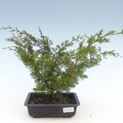 Vonkajšie bonsai - Juniperus chinensis Itoigawa-Jalovec čínsky VB2019-261006 - 1