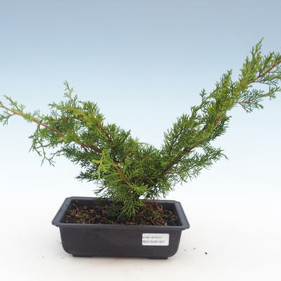 Vonkajšie bonsai - Juniperus chinensis Itoigawa-Jalovec čínsky VB2019-261007 - 1