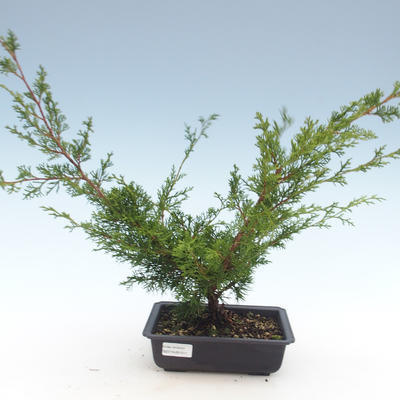 Vonkajšie bonsai - Juniperus chinensis Itoigawa-Jalovec čínsky VB2019-261011 - 1