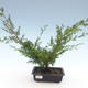Vonkajšie bonsai - Juniperus chinensis Itoigawa-Jalovec čínsky VB2019-261011 - 1/2