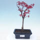 Vonkajšie bonsai - Acer palm. Atropurpureum-Javor dlaňolistý červený - 1/2