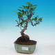 Izbová bonsai - Ficus kimmen - malolistá fikus - 1/2