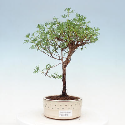 Vonkajšia bonsai-Mochna krovitá - Potentilla fruticosa Goldfinger - 1