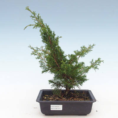 Vonkajšie bonsai - Juniperus chinensis Itoigawa-Jalovec čínsky VB2019-261013 - 1