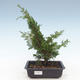 Vonkajšie bonsai - Juniperus chinensis Itoigawa-Jalovec čínsky VB2019-261013 - 1/2