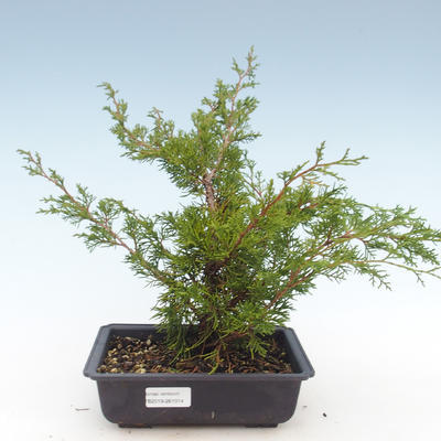Vonkajšie bonsai - Juniperus chinensis Itoigawa-Jalovec čínsky VB2019-261014 - 1