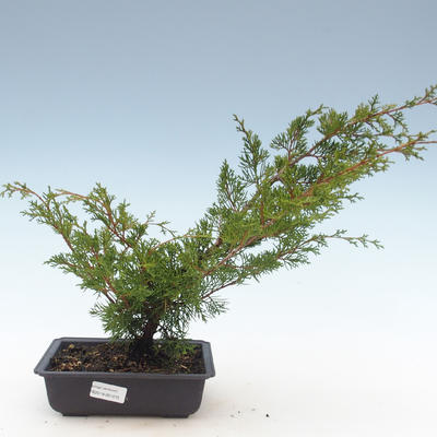 Vonkajšie bonsai - Juniperus chinensis Itoigawa-Jalovec čínsky VB2019-261015 - 1