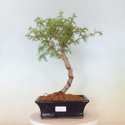 Vonkajší bonsai -Pseudolarix amabis-Pamodrín - 1