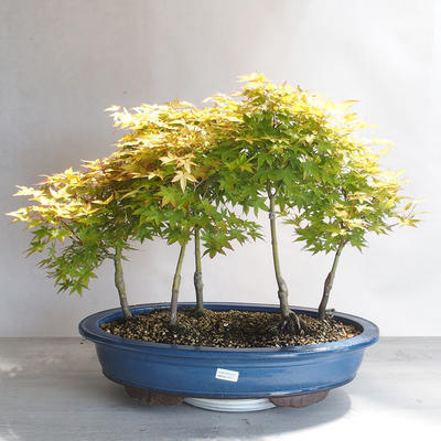 Acer palmatum aureum - Javor dlaňolistý zlatý lesík - 1