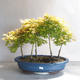 Acer palmatum aureum - Javor dlaňolistý zlatý lesík - 1/3