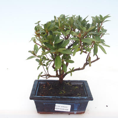 Pokojová bonsai - Rhododendron sp. - Azalka růžová VB2019-261020