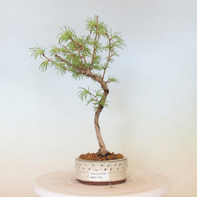 Vonkajší bonsai -Pseudolarix amabis-Pamodrín - 1