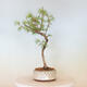 Vonkajší bonsai -Pseudolarix amabis-Pamodrín - 1/3
