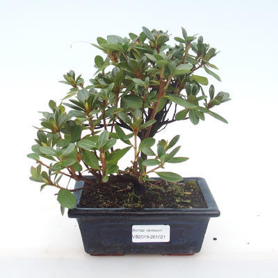 Pokojová bonsai - Rhododendron sp. - Azalka růžová VB2019-261021