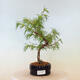 Vonkajší bonsai -Pseudolarix amabis-Pamodrín - 1/3