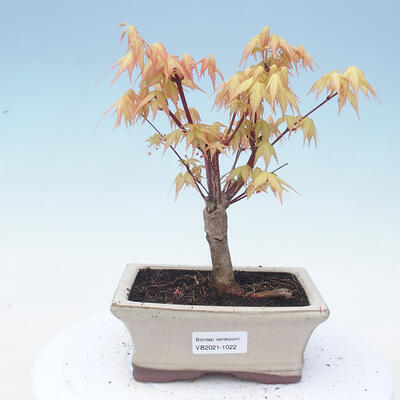 Vonkajšie bonsai - Acer pal. Sango Kaku - Javor dlaňolistý - 1
