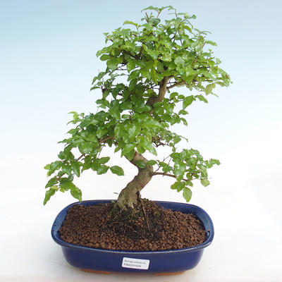 Izbová bonsai -Ligustrum chinensis - Vtáčí zob PB2201026 - 1