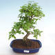Izbová bonsai -Ligustrum chinensis - Vtáčí zob PB2201026 - 1/3