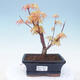 Vonkajšie bonsai - Acer pal. Sango Kaku - Javor dlaňolistý - 1/3