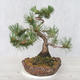Vonkajšie bonsai - Pinus Mugo - Borovica Marhuľa - 1/5