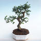 Izbová bonsai - Ulmus parvifolia - malolistá brest - 1/3
