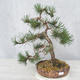 Vonkajšie bonsai - Pinus Mugo - Borovica Marhuľa - 1/4