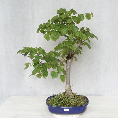 Vonkajšie bonsai - Lipa malolistá - Tilia cordata - 1