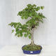 Vonkajšie bonsai - Lipa malolistá - Tilia cordata - 1/5