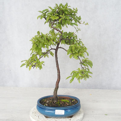 Vonkajšie bonsai - Prunus spinosa - Trnka - 1