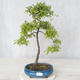 Vonkajšie bonsai - Prunus spinosa - Trnka - 1/2