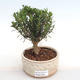 Izbová bonsai - Buxus harlandii -korkový buxus - 1/4