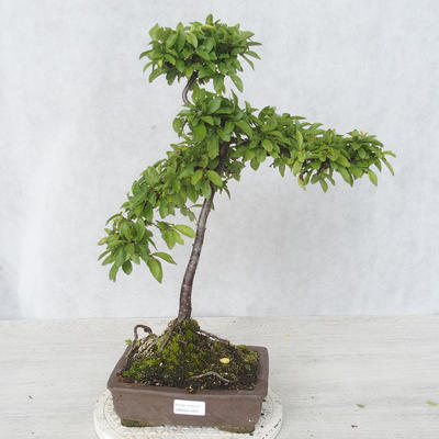 Vonkajšie bonsai - Prunus spinosa - Trnka - 1